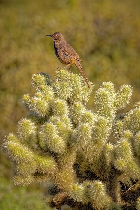 Framed Print : USA, Arizona, Cottonwood, Fort McDowell State Park. Curve-billed thrasher on cactus Framed Print : USA, Arizona, Cottonwood, Fort McDowell State Park. Curve-billed thrasher on cactus
