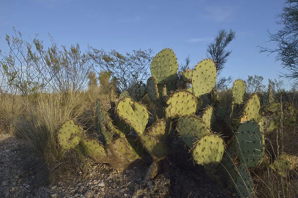 USA, Arizona, Dead Horse Ranch State Park, Beavertail Cactus
