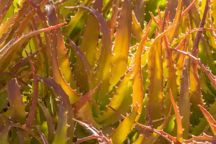 Framed Print : USA, Arizona, Desert Botanic Garden. Backlit agave cactus