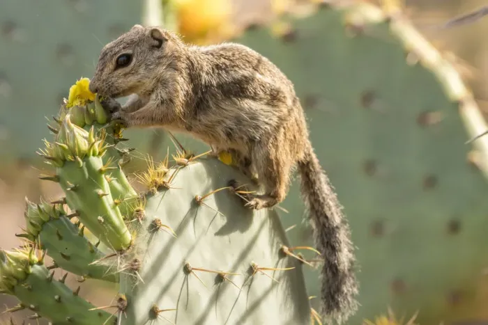 Framed Print : USA, Arizona, Desert Botanic Garden. Harriss ground squirrel feeding on prickly Framed Print : USA, Arizona, Desert Botanic Garden. Harriss ground squirrel feeding on prickly