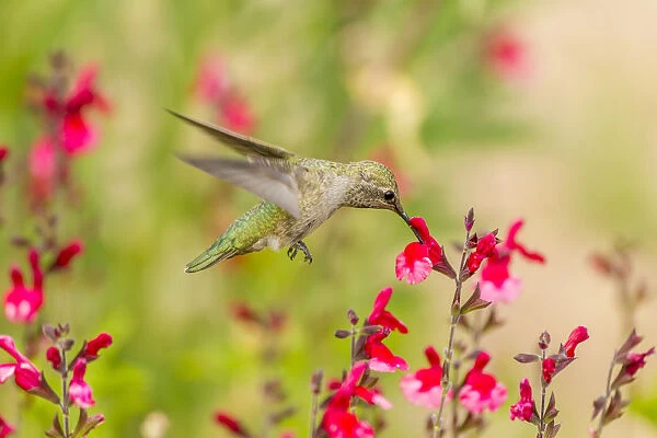 USA, Arizona, Desert Botanic Garden. Feeding hummingbird
