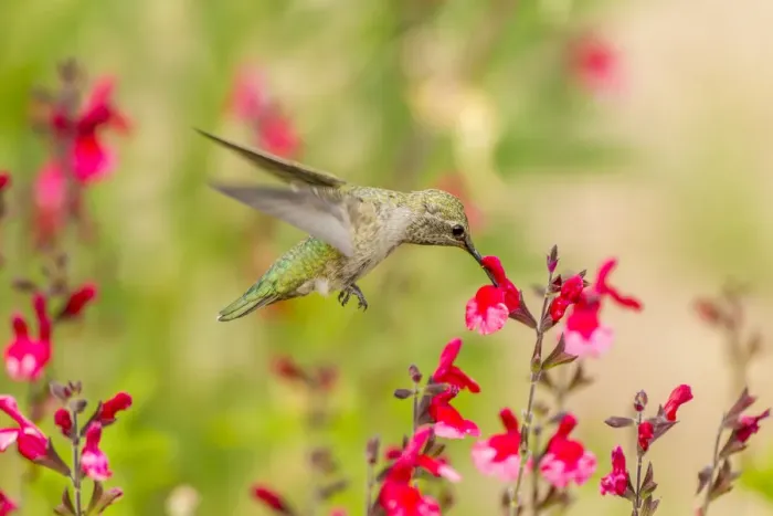 Framed Print : USA, Arizona, Desert Botanic Garden. Feeding hummingbird Framed Print : USA, Arizona, Desert Botanic Garden. Feeding hummingbird