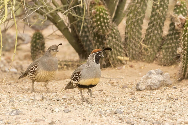 USA, Arizona, Desert Botanic Garden. Male and female Gambels quail. Credit as