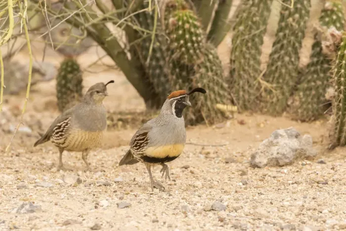 Framed Print : USA, Arizona, Desert Botanic Garden. Male and female Gambels quail. Credit as Framed Print : USA, Arizona, Desert Botanic Garden. Male and female Gambels quail. Credit as