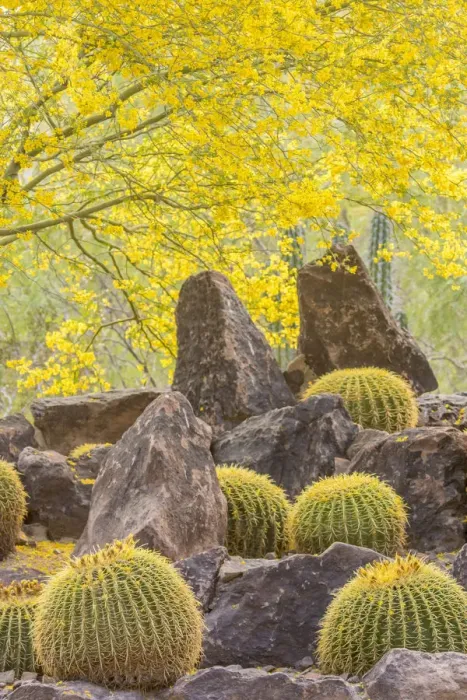 Framed Print : USA, Arizona, Desert Botanic Garden. Cactus garden and rocks Framed Print : USA, Arizona, Desert Botanic Garden. Cactus garden and rocks