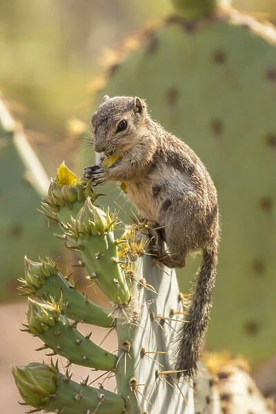 USA, Arizona, Desert Botanic Garden. Harriss ground squirrel feeding on prickly