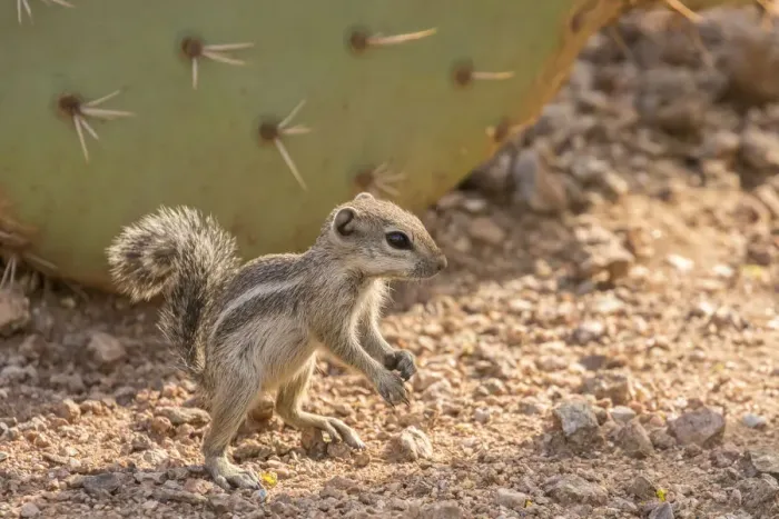 Framed Print : USA, Arizona, Desert Botanic Garden. Harriss ground squirrel and prickly pear cactus Framed Print : USA, Arizona, Desert Botanic Garden. Harriss ground squirrel and prickly pear cactus