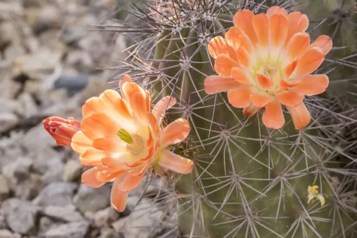 Framed Print : USA, Arizona, Desert Botanic Garden. Cactus blossoms and spines. Credit as: Cathy