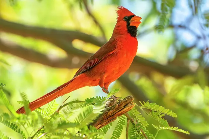 Framed Print : USA, Arizona, Desert Meadows Park. Northern cardinal singing. ©Cathy & Gordon Illg / Jaynes Gallery / DanitaDelimont.com Framed Print : USA, Arizona, Desert Meadows Park. Northern cardinal singing. ©Cathy & Gordon Illg / Jaynes Gallery / DanitaDelimont.com