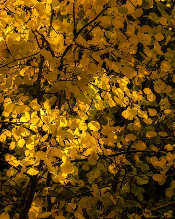 Framed Print : USA, Arizona, Flagstaff. Aspen tree leaves in at sunset Framed Print : USA, Arizona, Flagstaff. Aspen tree leaves in at sunset
