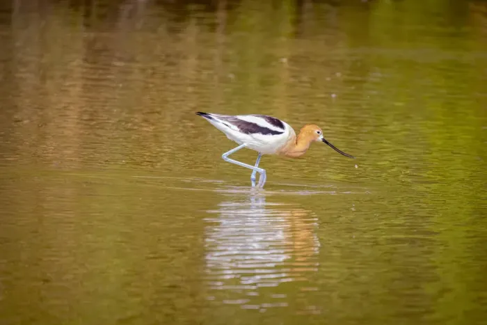 Framed Print : USA, Arizona, Gilbert. American avocet feeding in water Framed Print : USA, Arizona, Gilbert. American avocet feeding in water