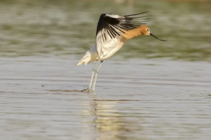 Framed Print : USA, Arizona, Gilbert Water Ranch. American avocet takes flight. Credit as: Cathy