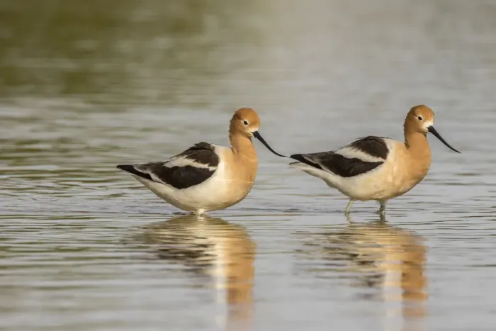 Framed Print : USA, Arizona, Gilbert Water Ranch. American avocet pair