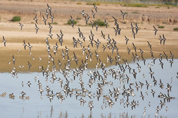 USA, Arizona, Glendale. Flock of least sandpipers flying over pond