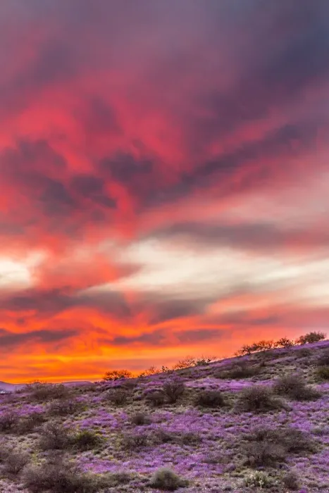 Framed Print : USA, Arizona, Globe, Round Mountain Park. Sunset on desert super bloom Framed Print : USA, Arizona, Globe, Round Mountain Park. Sunset on desert super bloom