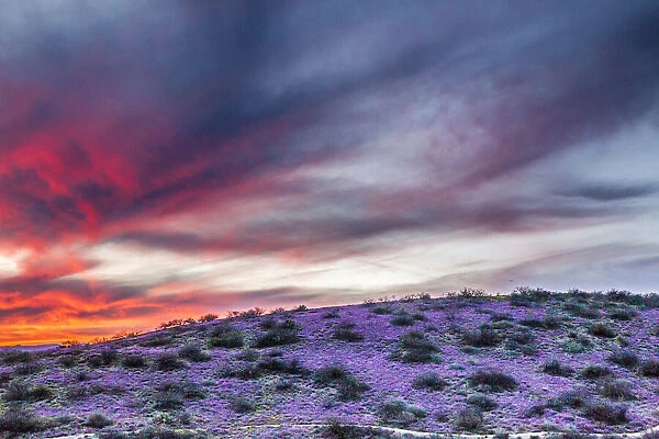 USA, Arizona, Globe, Round Mountain Park, Sunset on desert super bloom