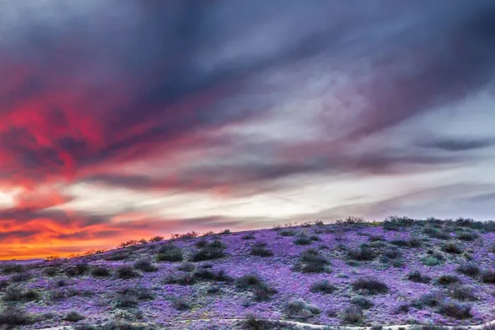Framed Print : USA, Arizona, Globe, Round Mountain Park, Sunset on desert super bloom