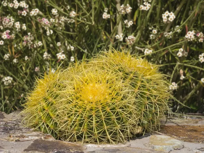 Framed Print : USA, Arizona, Golden Barrel Cactus Framed Print : USA, Arizona, Golden Barrel Cactus