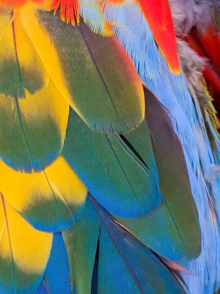 USA, Arizona, Goodyear. Close-up of colorful macaw feathers