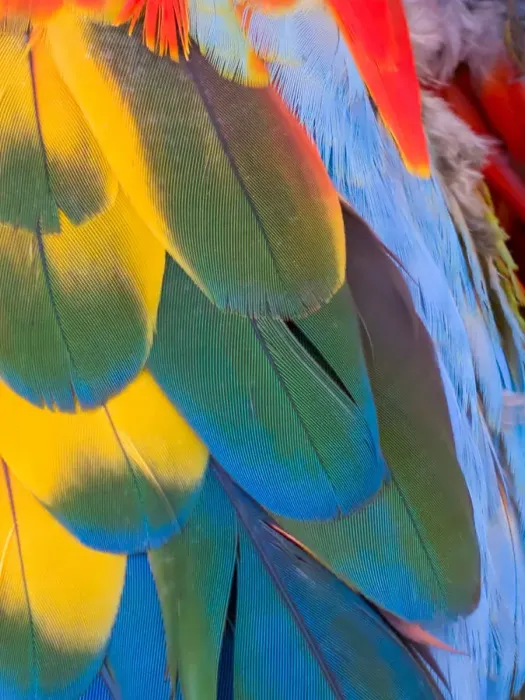 Framed Print : USA, Arizona, Goodyear. Close-up of colorful macaw feathers Framed Print : USA, Arizona, Goodyear. Close-up of colorful macaw feathers