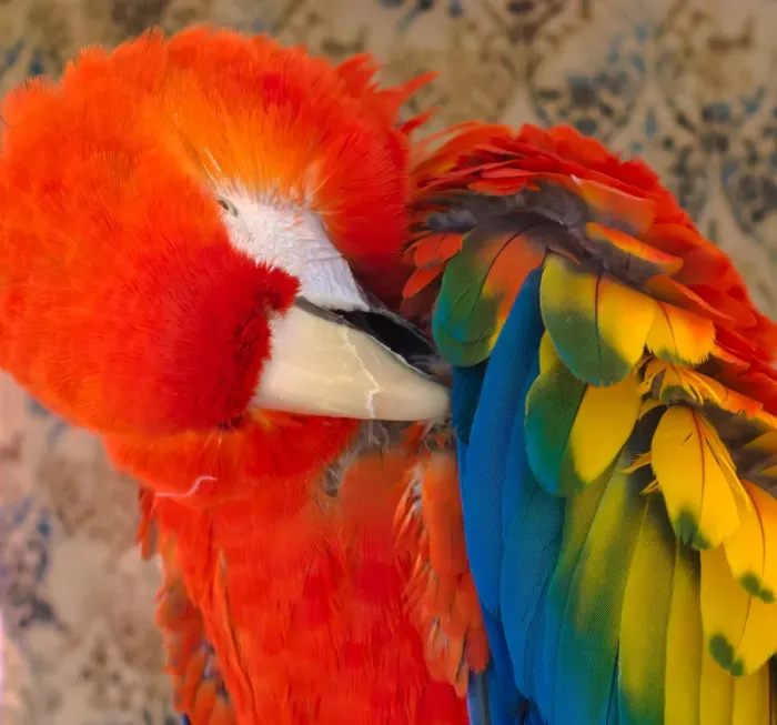 Framed Print : USA, Arizona, Goodyear. Close-up of macaw preening its feathers