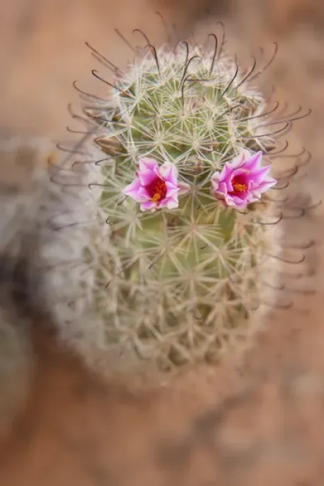 Framed Print : USA, Arizona, Grand Canyon National Park. Fishhook cactus with two flowers. Credit as