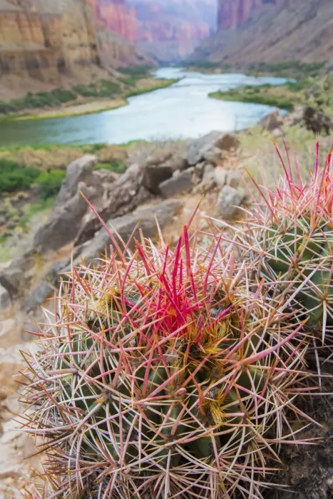 Framed Print : Usa, Arizona, Grand Canyon National Park. Barrel Cactus and Colorado River