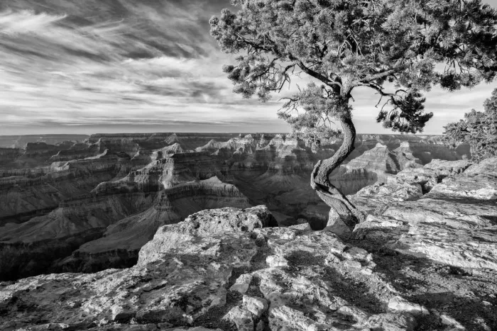 Framed Print : USA, Arizona, Grand Canyon National Park, Pinyon Pine grows cliffside at Hopi Point Framed Print : USA, Arizona, Grand Canyon National Park, Pinyon Pine grows cliffside at Hopi Point