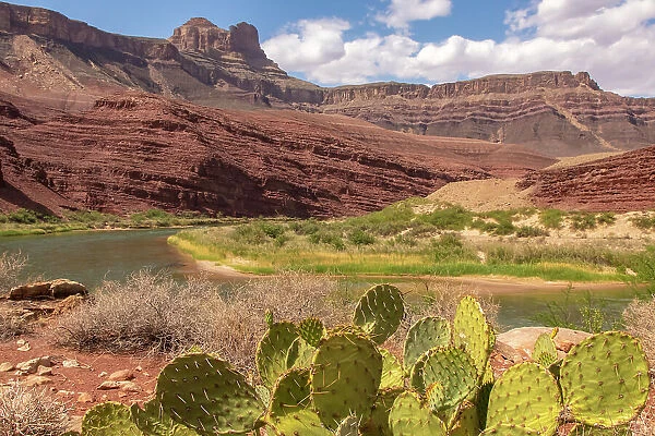 USA, Arizona, Grand Canyon National Park. Landscape with cacti and Colorado River