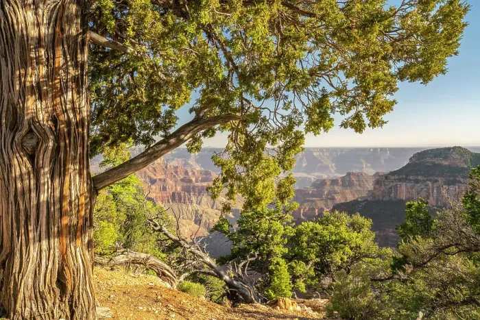Framed Print : USA, Arizona, Grand Canyon National Park. Landscape from North Rim of Bright Angel Point