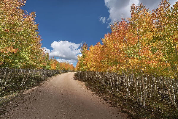 USA, Arizona, Grand Canyon National Park. Autumn aspens line road on North Rim