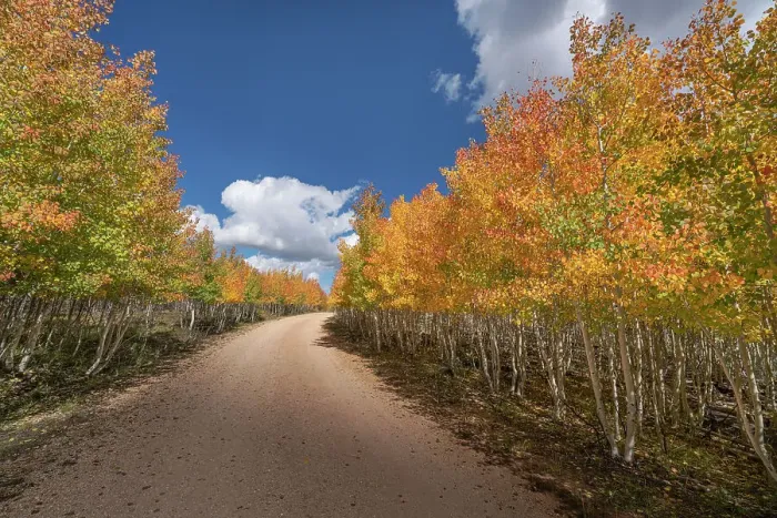 Framed Print : USA, Arizona, Grand Canyon National Park. Autumn aspens line road on North Rim Framed Print : USA, Arizona, Grand Canyon National Park. Autumn aspens line road on North Rim