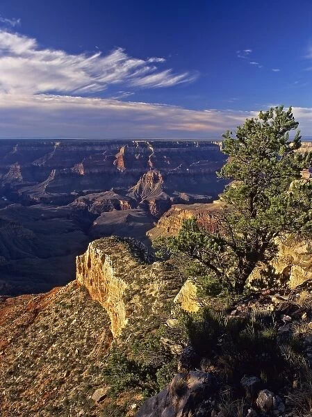 USA, Arizona, Grand Canyon NP. Pinyon pine on the Canyon rim at Point Sublime; North Rim