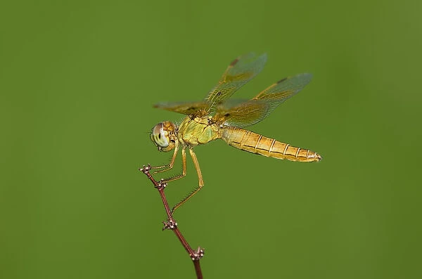 USA, Arizona, Havasu National Wildlife Refuge. Female Mexican amberwing dragonfly on stem