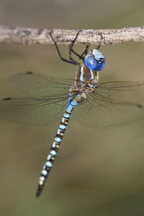 Framed Print : USA, Arizona, Havasu National Wildlife Refuge. Male blue-eyed darner dragonfly on limb Framed Print : USA, Arizona, Havasu National Wildlife Refuge. Male blue-eyed darner dragonfly on limb