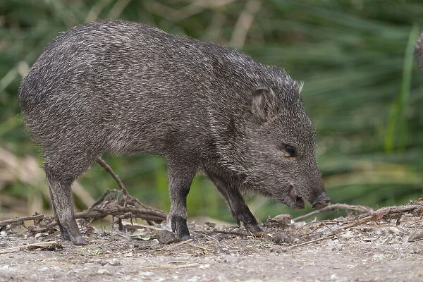 USA, Arizona. Javelina feeding. Collared Peccary adult with young, in a marsh area