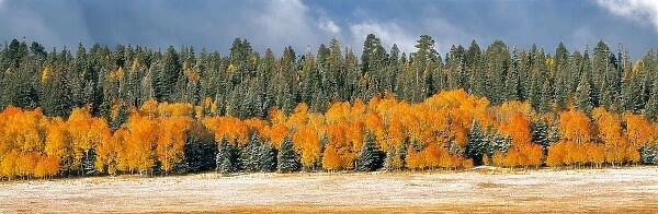 USA, Arizona, Kaibab NF. Bright gold quaking aspen and deep blue spruce appear as