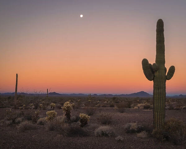 USA, Arizona, Kofa National Wildlife Area. Mountain and desert landscape at sunset