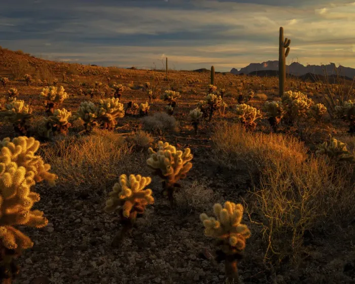 Framed Print : USA, Arizona, Kofa National Wildlife Area. Mountain and desert landscape at sunrise Framed Print : USA, Arizona, Kofa National Wildlife Area. Mountain and desert landscape at sunrise
