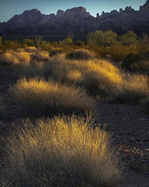 USA, Arizona, Kofa National Wildlife Area. Mountain and desert landscape at sunrise