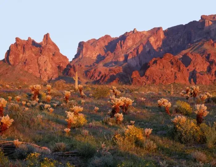 Framed Print : USA, Arizona, Kofa National Wildlife Refuge, Sunset light on brittlebush, phacelia
