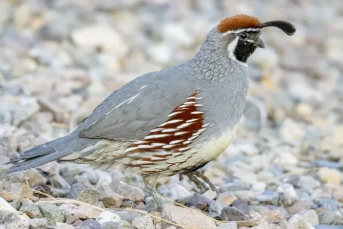 Framed Print : USA, Arizona, Lake Havasu City. Male Gambels quail close-up