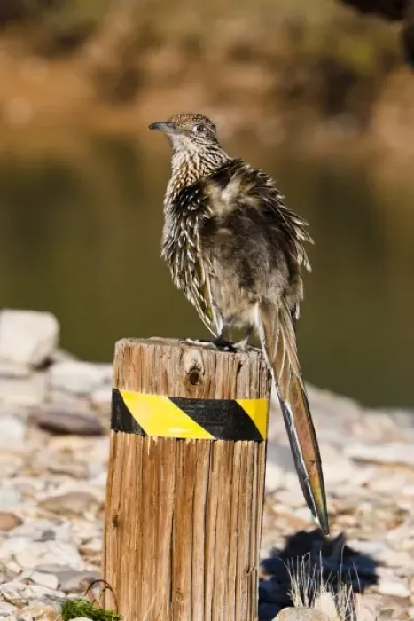 Framed Print : USA, Arizona, Lake Havasu City. Close-up of greater roadrunner perched on stump Framed Print : USA, Arizona, Lake Havasu City. Close-up of greater roadrunner perched on stump