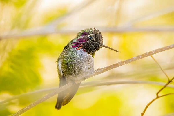 USA, Arizona, Lake Havasu City. Close-up of Annas Hummingbird. Credit as Fred J