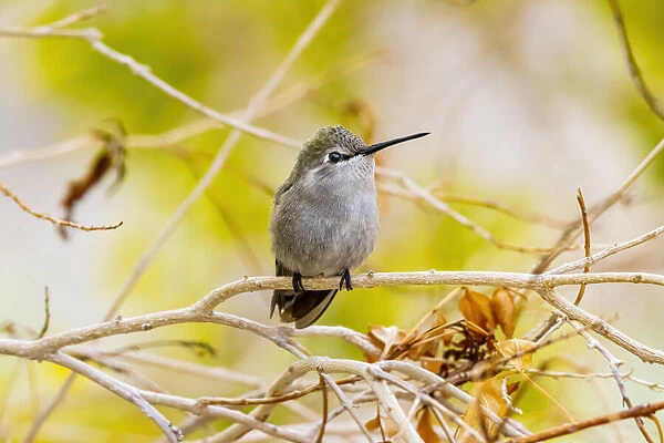 USA, Arizona, Lake Havasu City. Female Annas hummingbird on limb