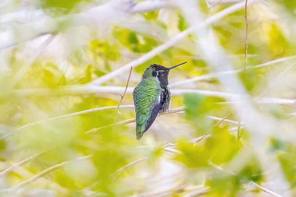 USA, Arizona, Lake Havasu City. Male Annas hummingbird on limb