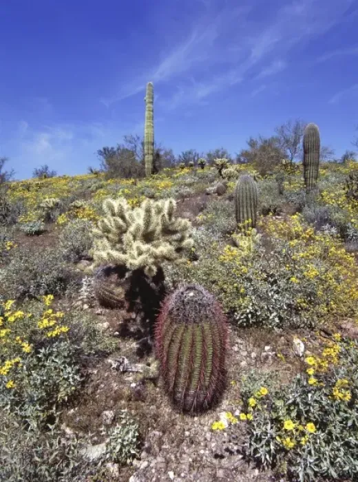Framed Print : USA, Arizona, Lake Pleasant area. A variety of cacti grow near Lake Pleasant in Arizona Framed Print : USA, Arizona, Lake Pleasant area. A variety of cacti grow near Lake Pleasant in Arizona