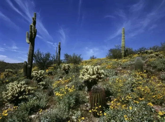 Framed Print : USA, Arizona, Lake Pleasant SP. Barrel, cholla and saguaro cacti are some of Framed Print : USA, Arizona, Lake Pleasant SP. Barrel, cholla and saguaro cacti are some of