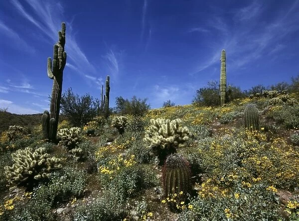 USA, Arizona, Lake Pleasant SP. Barrel, cholla and saguaro cacti are some of the