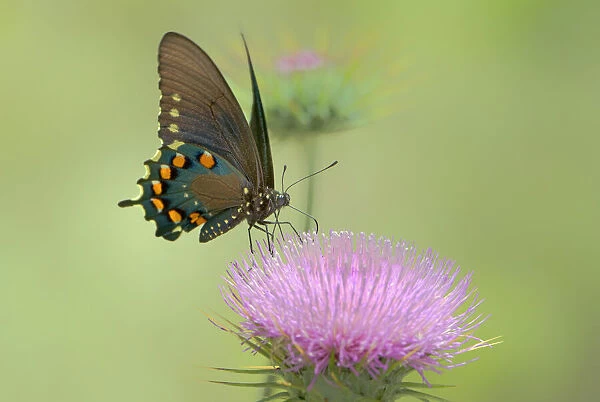 USA, Arizona, Las Cienegas Natural Conservation Area. Pipevine swallowtail butterfly feeds on desert thistle flower